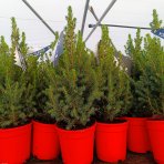 Smrek biely (Picea glauca) ´CONICA´ – výška 50-60 cm, kont. C4L
